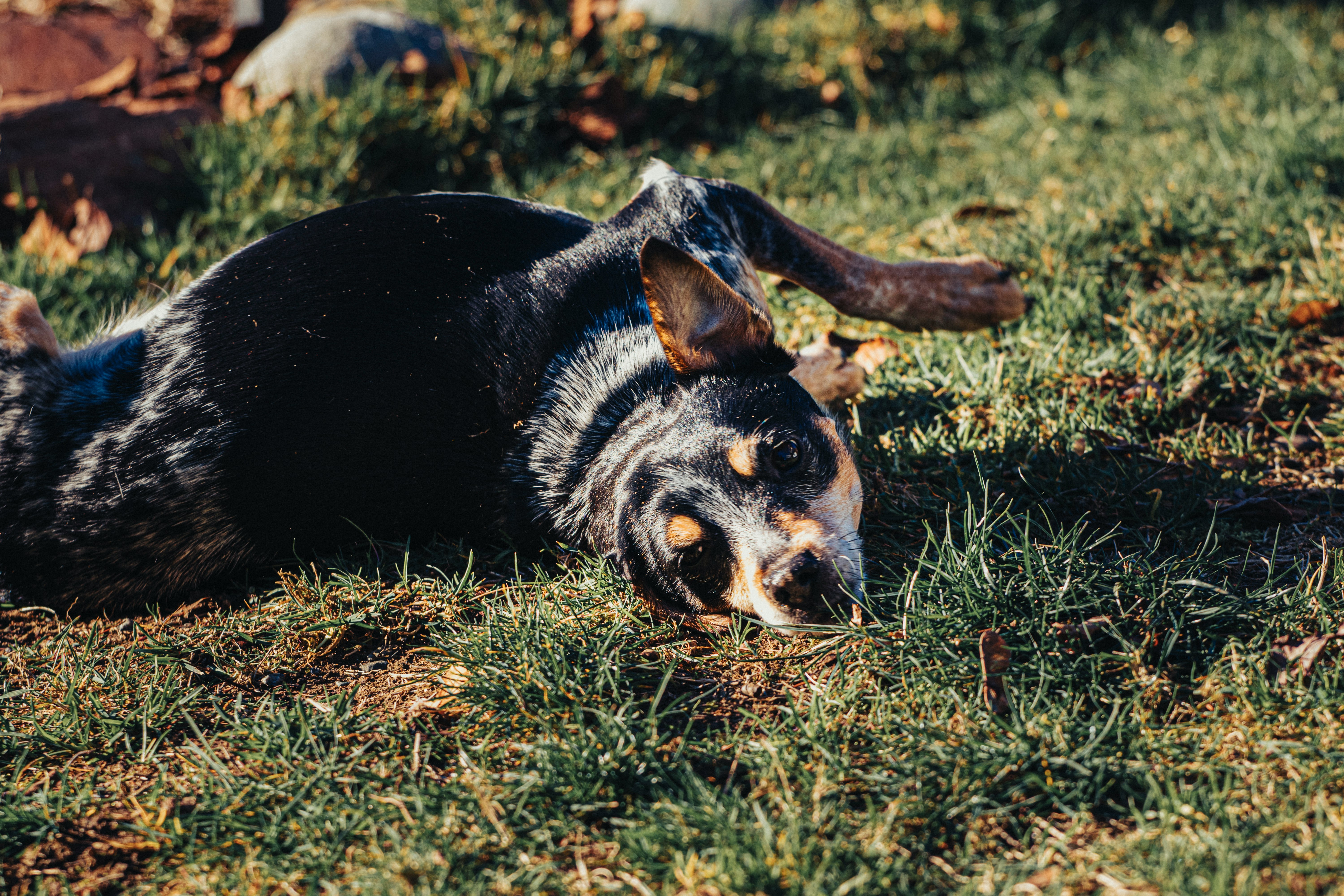 black and tan short coat medium sized dog lying on green grass during daytime